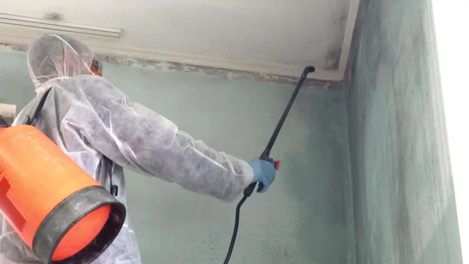 Mold Remediation vs Mold Removal bright