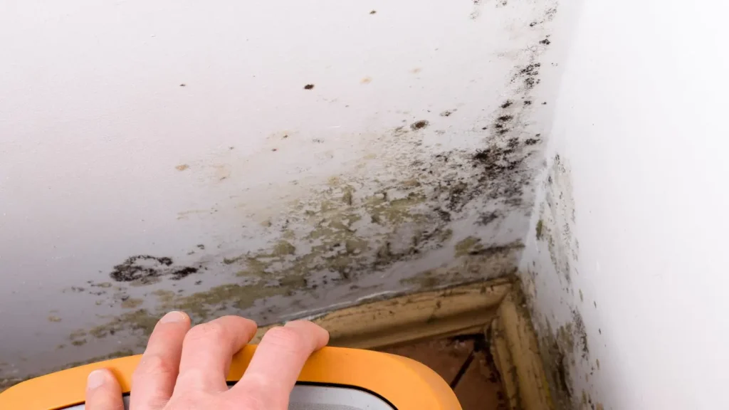 Basement Mold