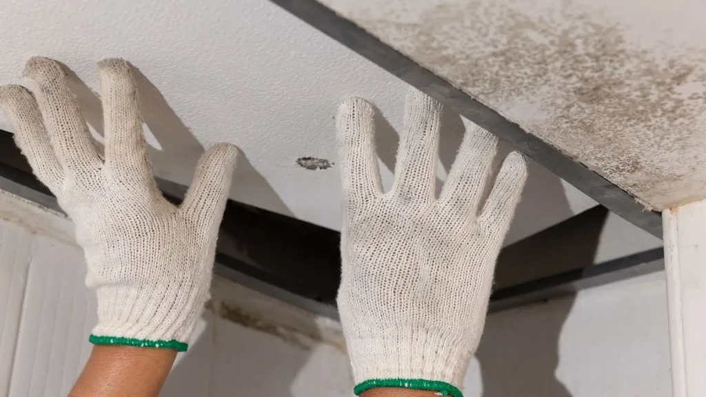 Mold Myths That Could Cost You: Separating Facts from Fiction