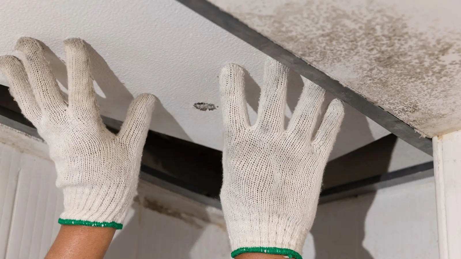 Mold Myths That Could Cost You: Separating Facts from Fiction
