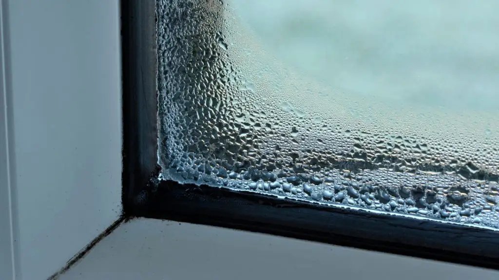 Can Mold Really Grow in Cold Weather Winter Mold Risks in Central New York