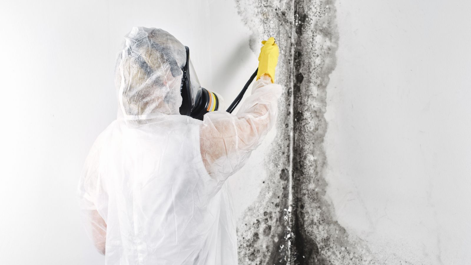 Mold Remediation Services in Syracuse
