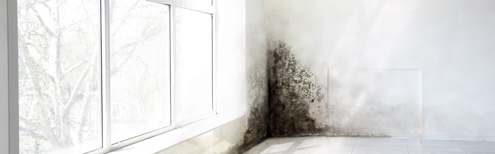 Black Mold Removal in Central NY | Safe, Article 32-Compliant Remediation
