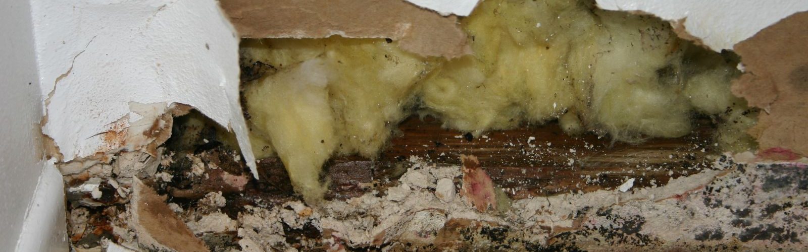 Mold After Water Damage