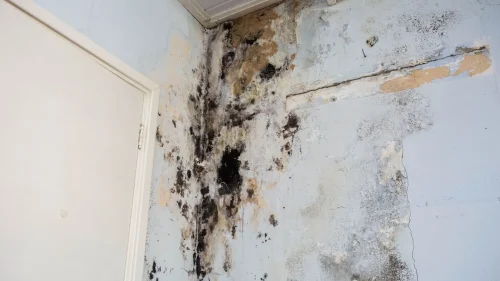 black mold